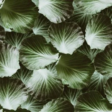 Cabbage vegetable leaves seamless pattern Illustrazione stock