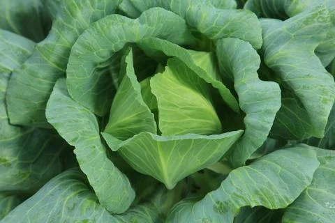 Cabbage vegetable Stock Photos