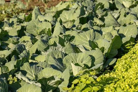 Cabbage vegetable plant Stock Photos