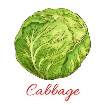 Cabbage vegetable vector isolated sketch Ilustración de archivo