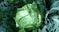 Cabbage, Vegetables BIO Farm, Ecological Farmer, Organic Horticulture HD Footage