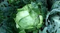 Cabbage, Vegetables BIO Farm, Ecological Farmer, Organic Horticulture HD Footage