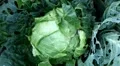 Cabbage, Vegetables BIO Farm, Ecological Farmer, Organic Horticulture HD Footage
