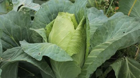 Cabbage, Vegetables BIO Farm, Ecological Farmer, Organic Horticulture Vídeo Stock 8847745
