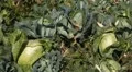 Cabbage, Vegetables BIO Farm, Ecological Farmer, Organic Horticulture HD Footage