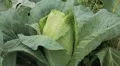 Cabbage, Vegetables BIO Farm, Ecological Farmer, Organic Horticulture HD Footage