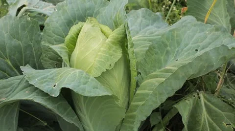 Cabbage, Vegetables BIO Farm, Ecological Farmer, Organic Horticulture Stock Footage 8847899