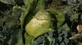 Cabbage, Vegetables BIO Farm, Ecological Farmer, Organic Horticulture HD Footage
