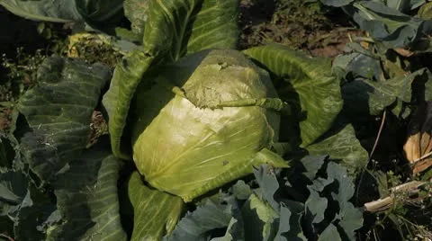 Cabbage, Vegetables BIO Farm, Ecological Farmer, Organic Horticulture Vídeo Stock 8847915