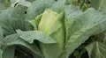 Cabbage, Vegetables BIO Farm, Ecological Farmer, Organic Horticulture HD Footage