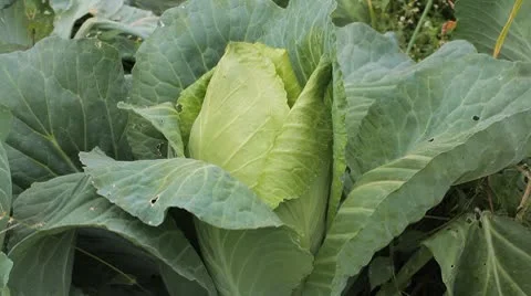 Cabbage, Vegetables BIO Farm, Ecological Farmer, Organic Horticulture Stock Footage 8847974