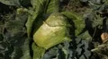 Cabbage, Vegetables BIO Farm, Ecological Farmer, Organic Horticulture HD Footage