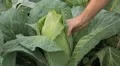 Cabbage, Vegetables BIO Farm, Ecological Farmer, Organic Horticulture HD Footage