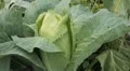 Cabbage, Vegetables BIO Farm, Ecological Farmer, Organic Horticulture HD Footage