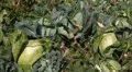 Cabbage, Vegetables BIO Farm, Ecological Farmer, Organic Horticulture HD Footage