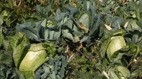 Cabbage, Vegetables BIO Farm, Ecological Farmer, Organic Horticulture Vídeo Stock 8848042