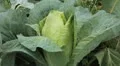 Cabbage, Vegetables BIO Farm, Ecological Farmer, Organic Horticulture HD Footage