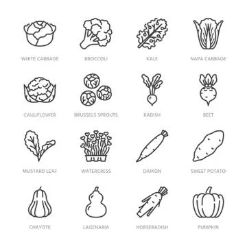 Cabbage vegetables flat line icons set. Kale, broccoli, cauliflower, brussels Stock Illustration