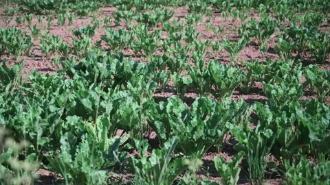 Cabbage vegetables with large green leaves in a field in the sunshine Stock Footage 141466262
