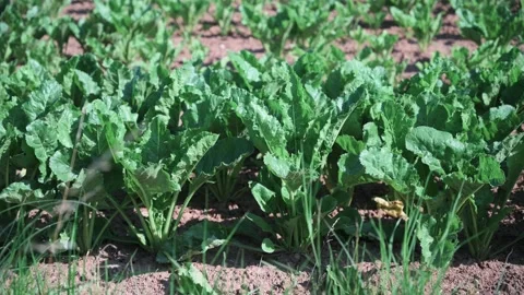 Cabbage vegetables with large green leaves in a field in the sunshine Stock Footage 141466348