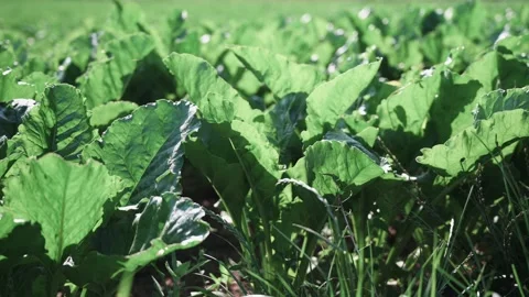 Cabbage vegetables with large green leaves in a field in the sunshine Stock Footage 141466424