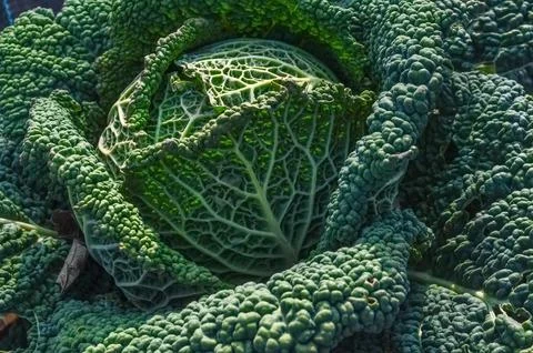Cabbage vegetables Stock Photos