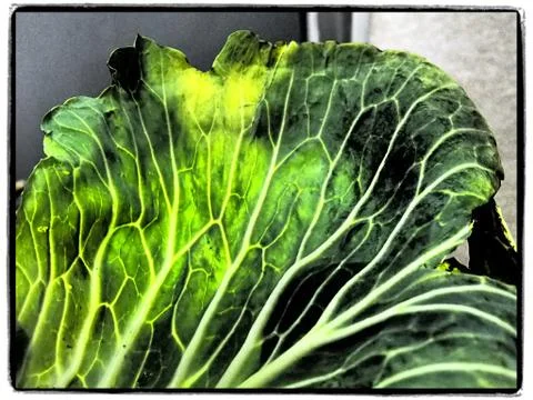 Cabbage the vegetables texture 库存照片