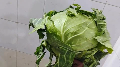Cabbage is a versatile and nutritious vegetable with many varieties. Stock Photos