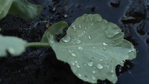Cabbage water drops Stock Footage 154427388