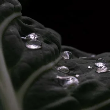 Cabbage with water drops Stock Photos