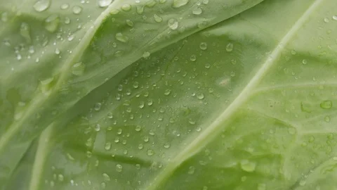 Cabbage with water drops rotates, macro 스톡 동영상 129232158