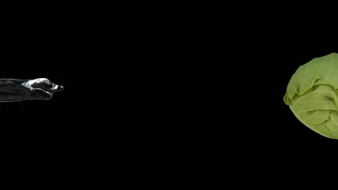 Cabbage Water Splash on Black Background (Super Slow Motion) Stock Footage 136633213