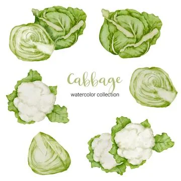 Cabbage in watercolor collection flat vector on white background Stock Illustration