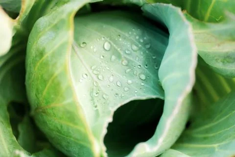 Cabbage of wet with background. Stock-Fotos