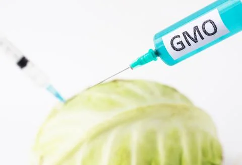 Cabbage on a white background into which gmo and nitrates are injected from the Stockfoto's
