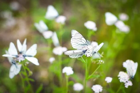 Cabbage white butterflies on the grass Stock Photos