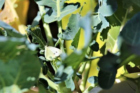 Cabbage white butterfly on a cabbage leaf-pieris brassicae Stock Photos