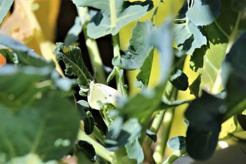 Cabbage white butterfly on a cabbage leaf-pieris brassicae Stock Photos