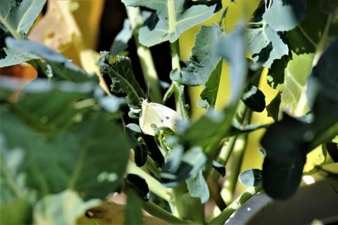 Cabbage white butterfly on a cabbage leaf-pieris brassicae Stock Photos