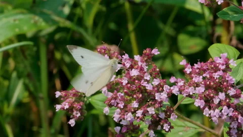 Cabbage White Butterfly Collecting Nectar from Summer Flower Video Stock Footage 345682008