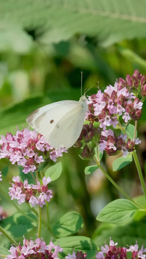 Cabbage White Butterfly Collecting Nectar from Summer Flower Vertical Video Stock Footage 345684144