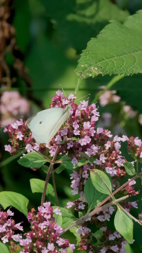 Cabbage White Butterfly Collecting Nectar from Summer Flower Vertical Video Stock Footage 345684889