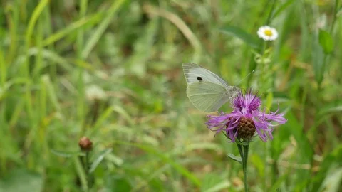 Cabbage white butterfly Video stock 117335685