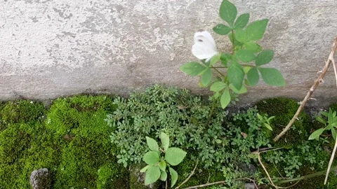 Cabbage White Butterfly Video stock 238658016