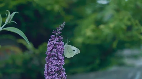 Cabbage white Butterfly Stock Footage 247006661