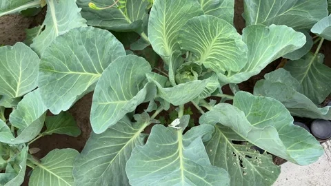 Cabbage white butterfly Stock Footage 247921364