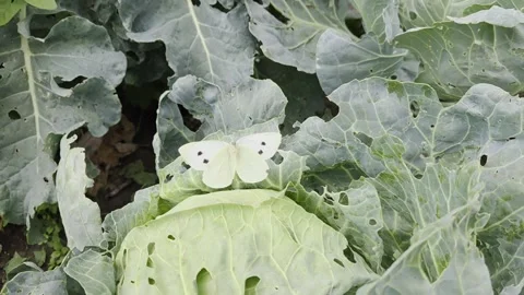 Cabbage white butterfly laying eggs on cabbage leaves in vegetable garden. Close Video stock 343360406