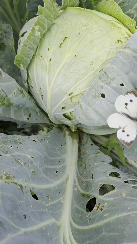 Cabbage white butterfly laying eggs on cabbage leaves in vegetable garden. Video stock 343360429