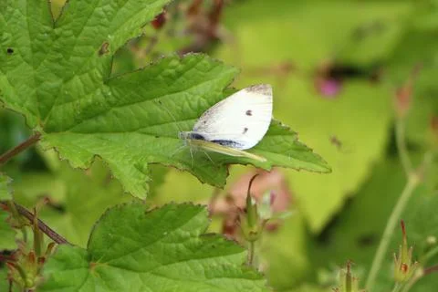 Cabbage white butterfly on a leaf Stock Photos