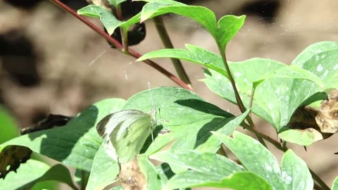 Cabbage white butterfly opening wings and taking offf. Stock Footage 314778756